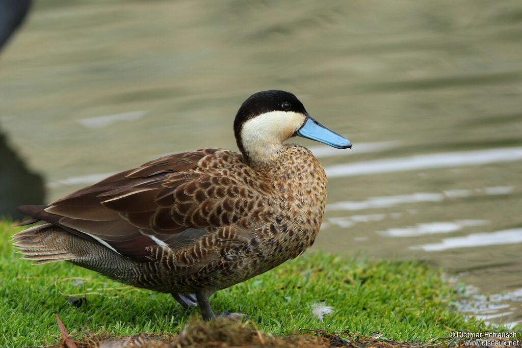 Puna Tealadult