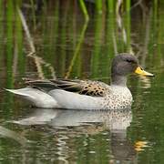 Yellow-billed Teal