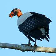 King Vulture