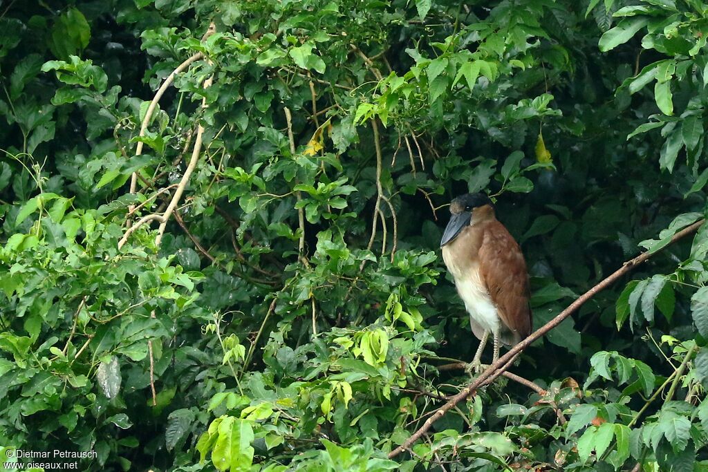 Savacou huppéimmature