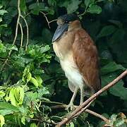 Boat-billed Heron