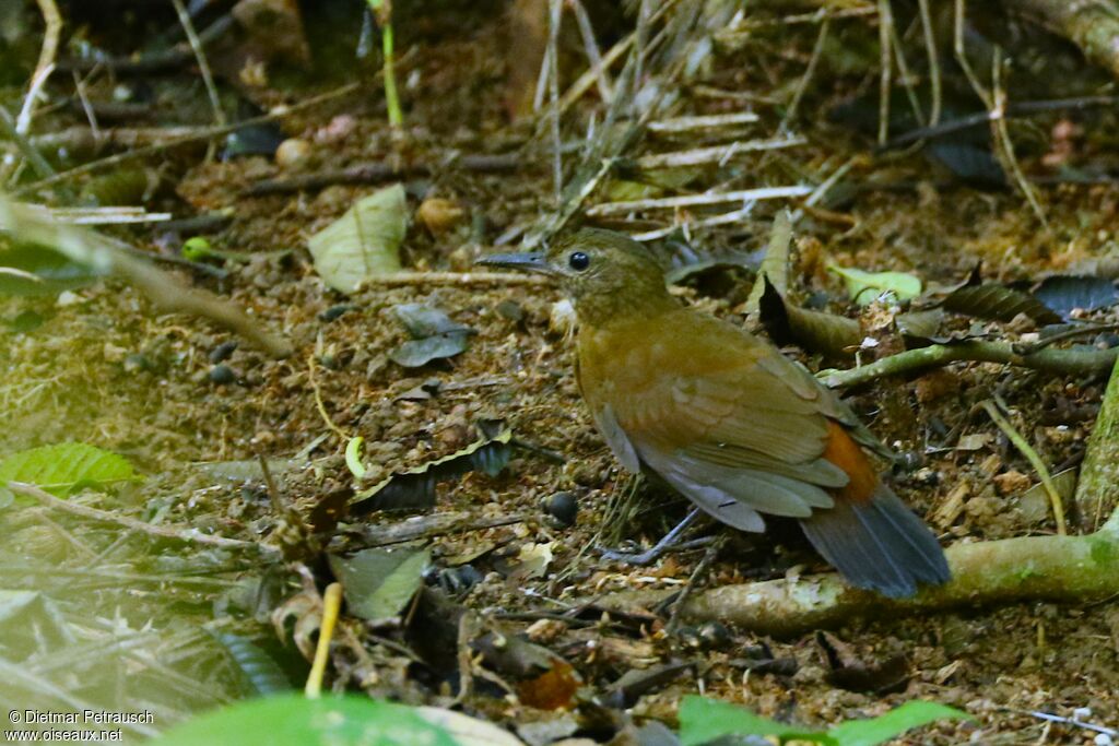 Rufous-breasted Leaftosseradult