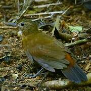 Rufous-breasted Leaftosser