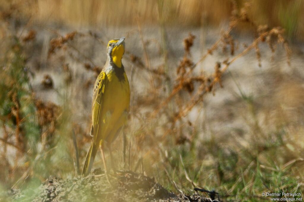 Yellow-throated Longclawadult