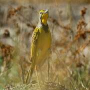 Yellow-throated Longclaw