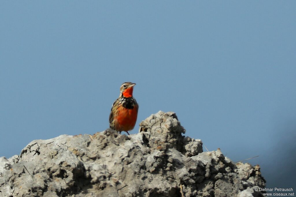 Sentinelle à gorge roseadulte