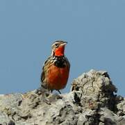 Rosy-throated Longclaw