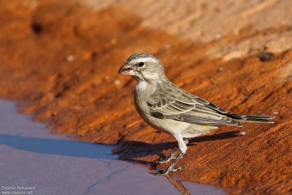 Serin à gorge blancheadulte, identification