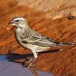 Serin à gorge blanche