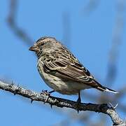 Black-throated Canary