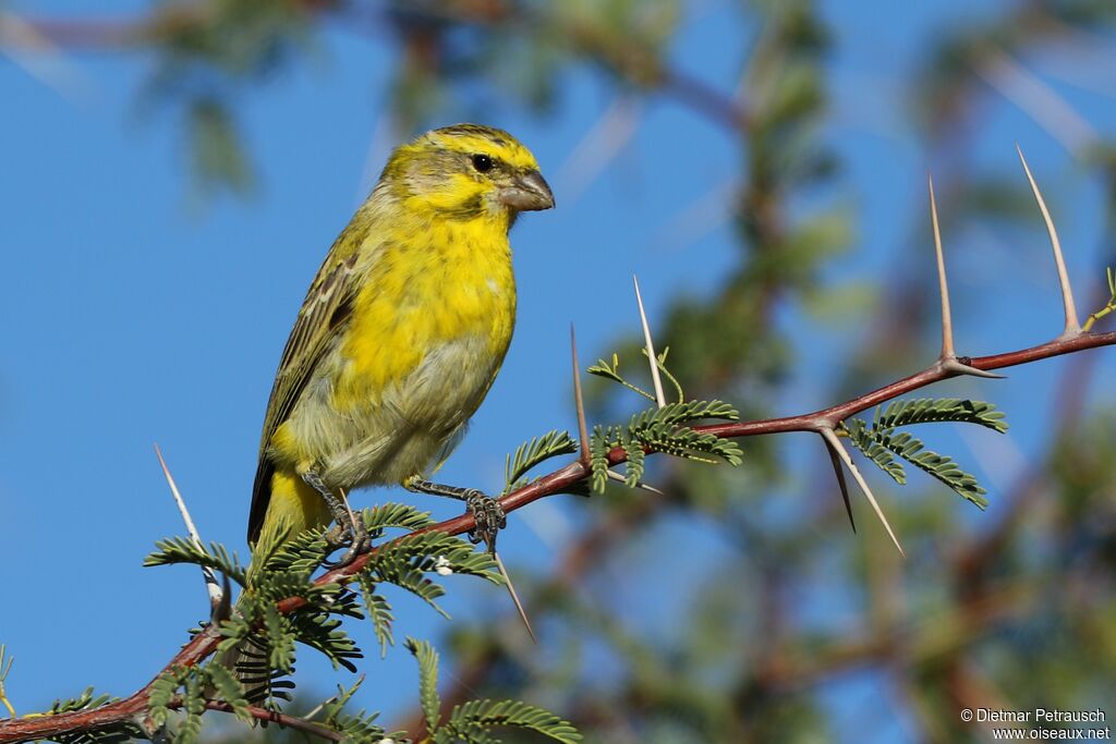 Serin de Sainte-Hélèneadulte