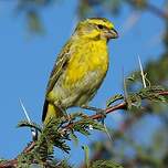 Serin de Sainte-Hélène