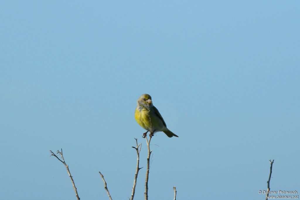 Serin du Capadulte