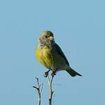 Serin du Cap