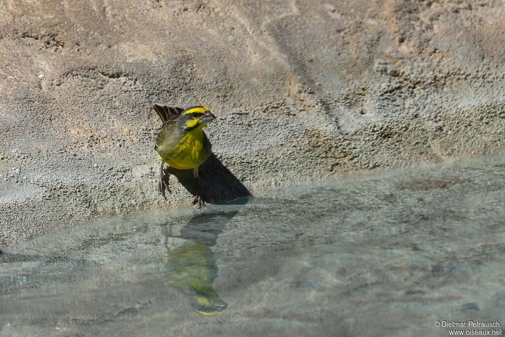 Yellow-fronted Canaryadult