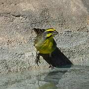 Yellow-fronted Canary