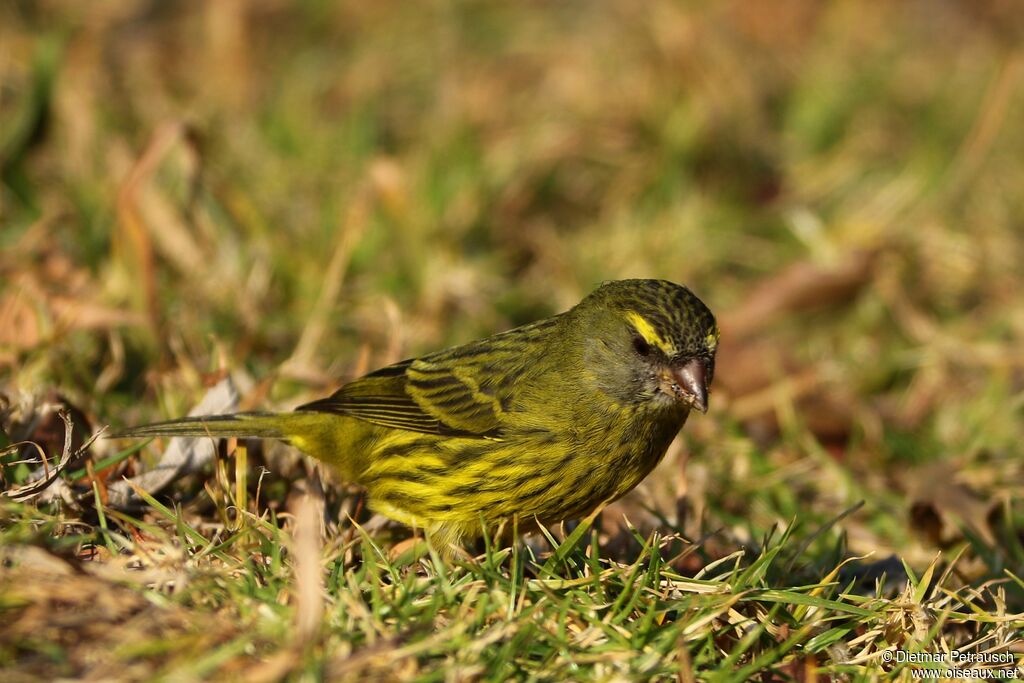 Forest Canaryadult, identification