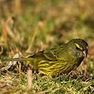 Serin forestier