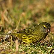 Forest Canary