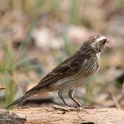 Streaky-headed Seedeater