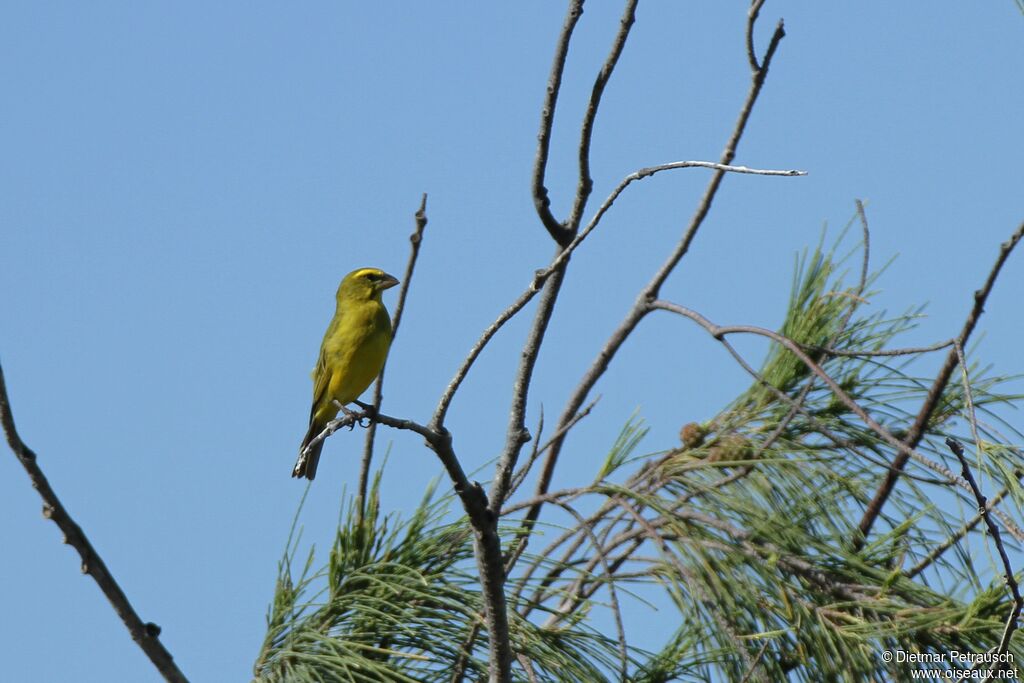 Brimstone Canaryadult