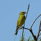 Serin soufré