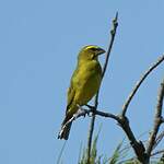 Serin soufré