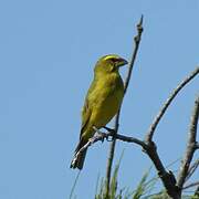 Brimstone Canary