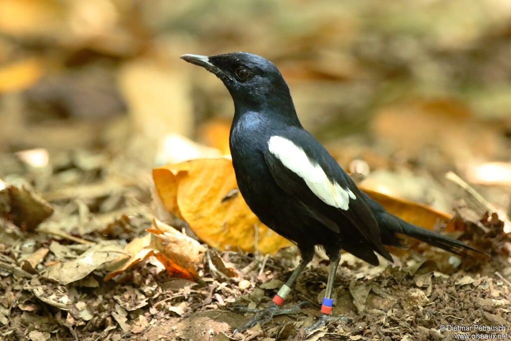 Shama des Seychellesadulte