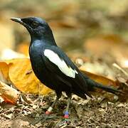 Seychelles Magpie-Robin