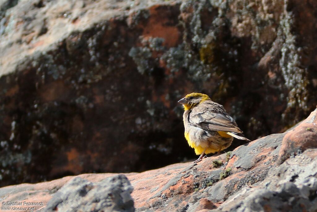 Bright-rumped Yellow Finchadult