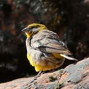 Bright-rumped Yellow Finch