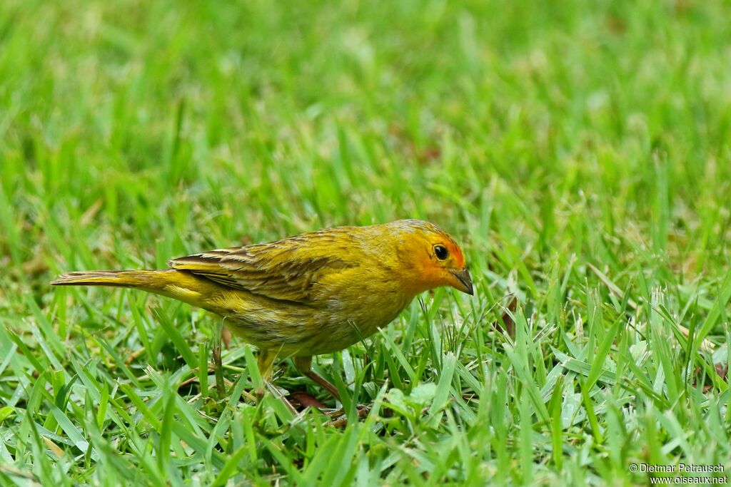 Saffron Finch male adult