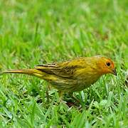 Saffron Finch