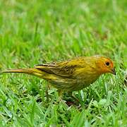 Saffron Finch