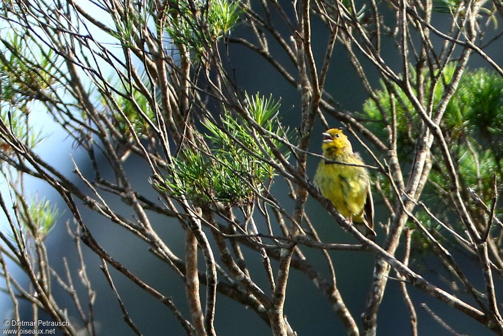 Stripe-tailed Yellow Finchadult