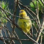 Stripe-tailed Yellow Finch