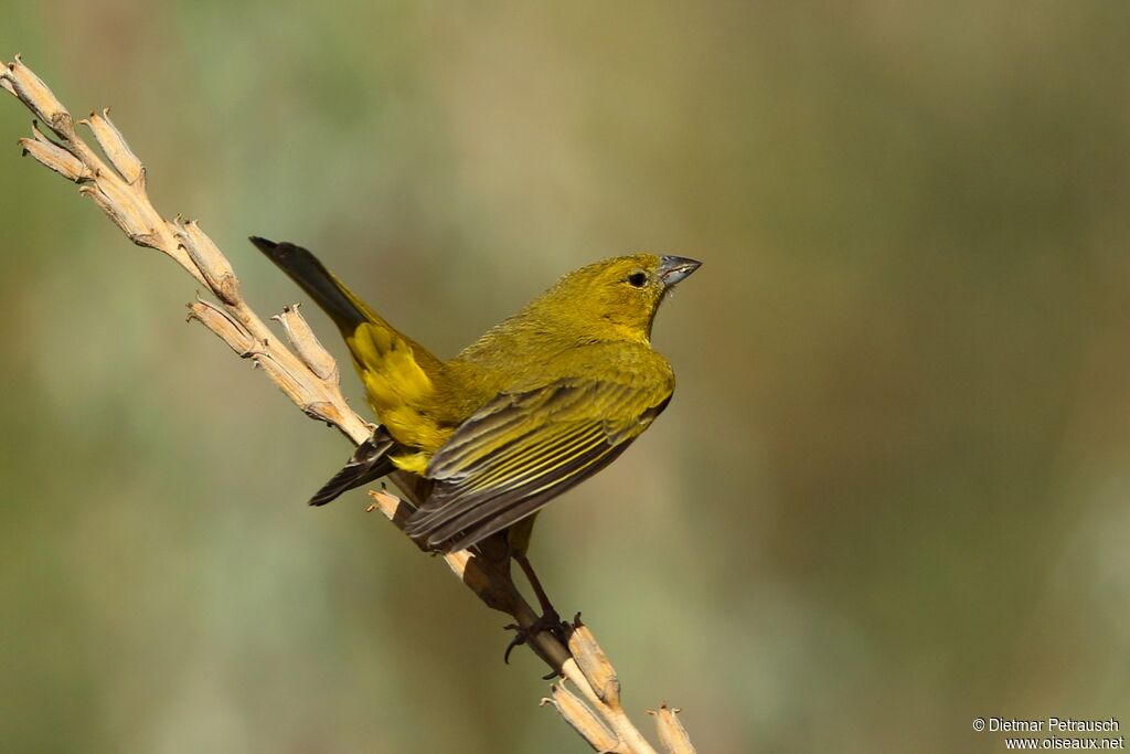 Puna Yellow Finchadult