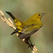 Puna Yellow Finch