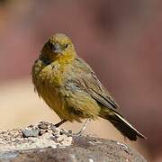 Greenish Yellow Finch