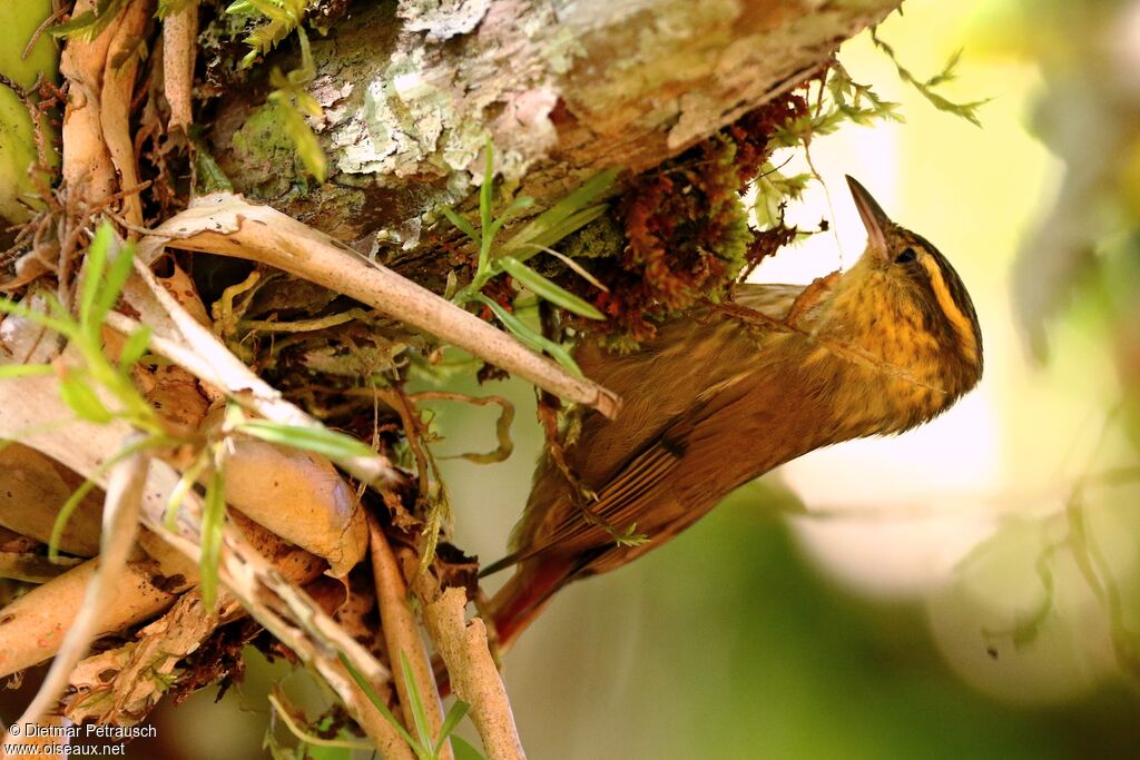 Sharp-billed Treehunteradult