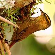 Sharp-billed Treehunter