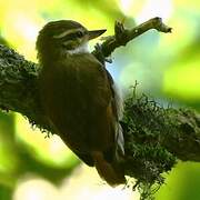 White-throated Xenops