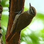 Streaked Xenops