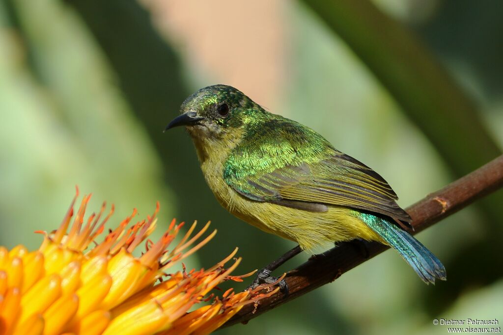 Collared Sunbird female adult