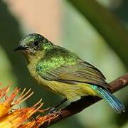 Collared Sunbird