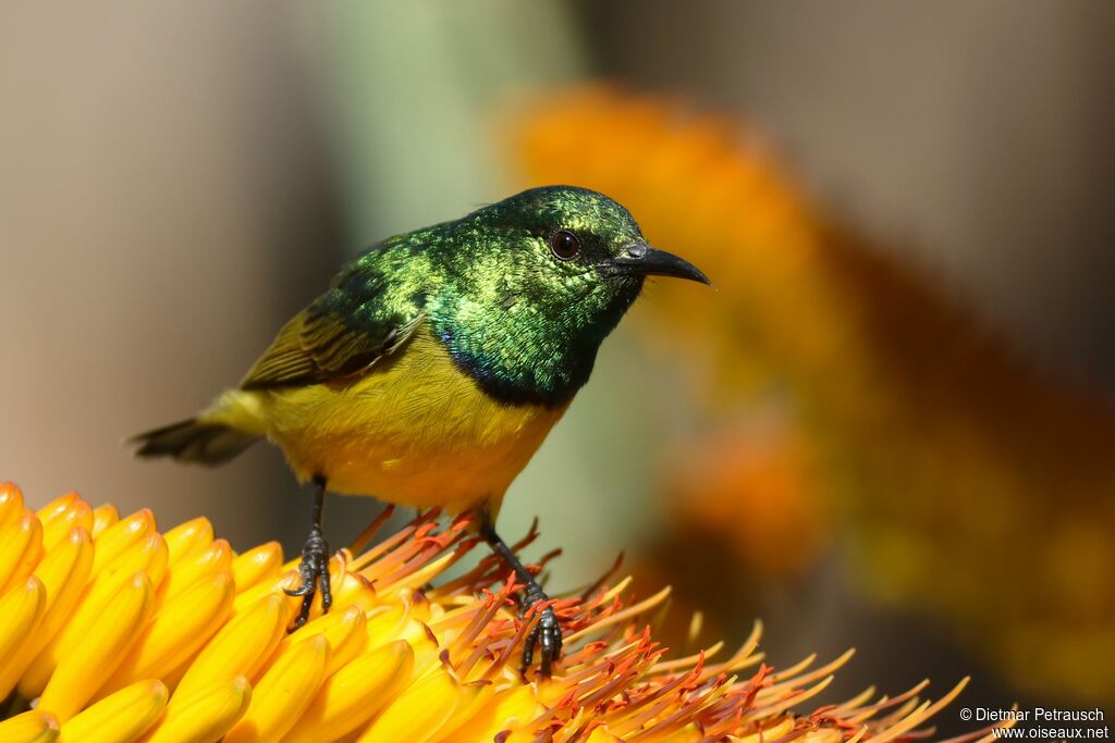 Collared Sunbird male adult