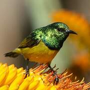 Collared Sunbird