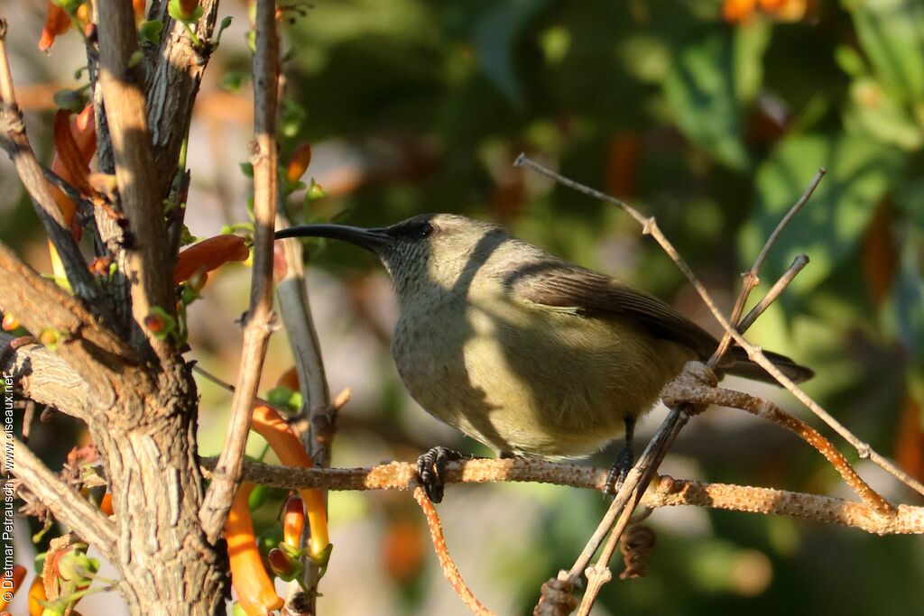 Greater Double-collared Sunbird female adult