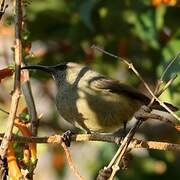 Greater Double-collared Sunbird